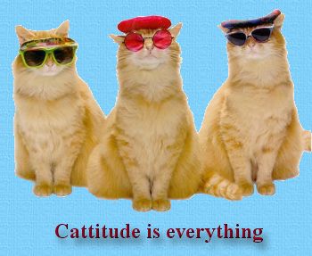 cattitude.jpg